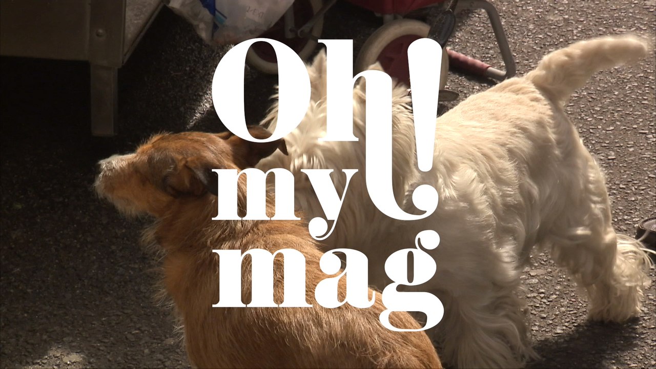 Feuerwerk an Silvester: Verfrühte Böllerei kostet altersschwache Hündin das Leben