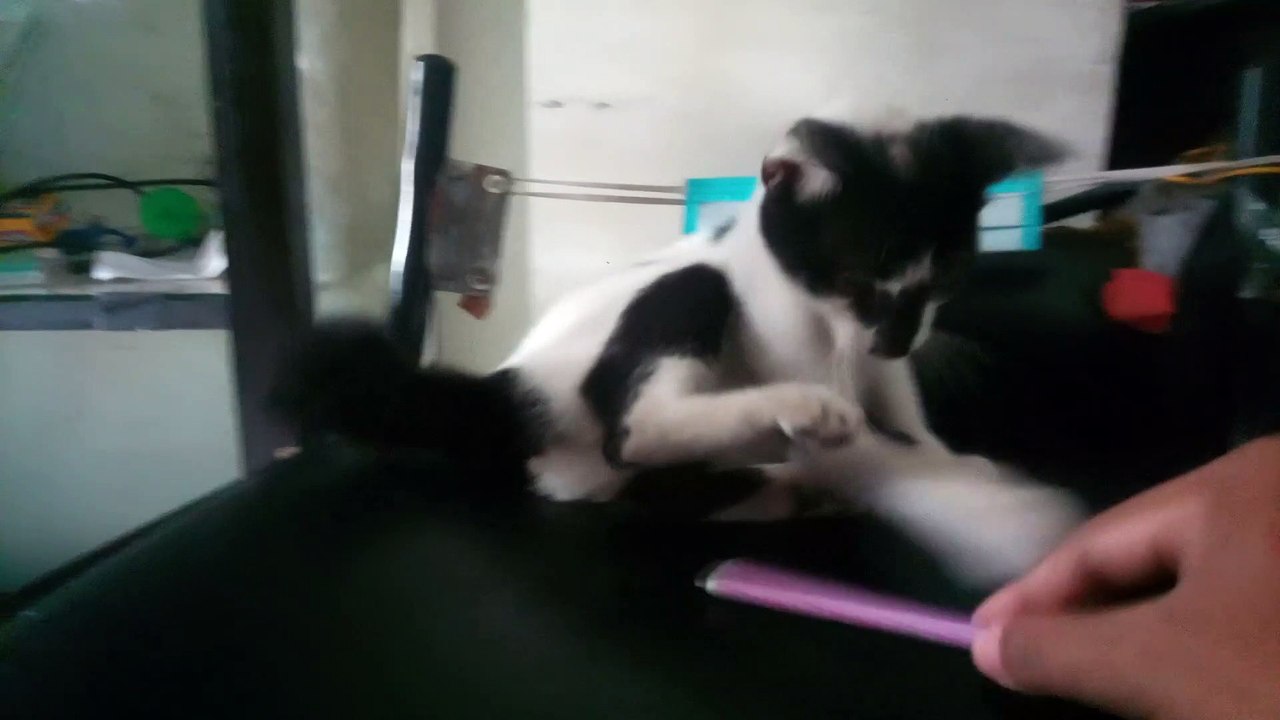 Bermain dengan Kucing