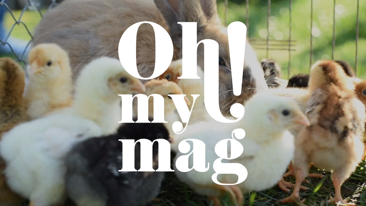 Tierische Idee: Deswegen brauchen Tiere eine Stimme vor Gericht