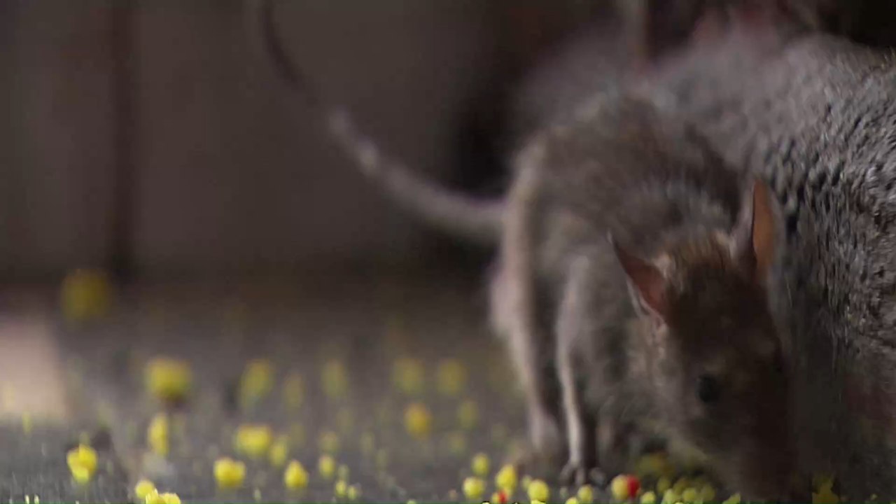 Tönnies-Produkte betroffen: Kühlhaus in Niedersachsen von Ratten befallen