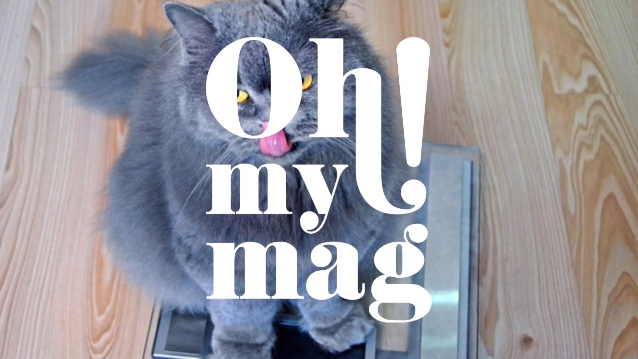 Was tun, wenn eure Katze übergewichtig ist?