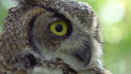 Most people can't spot the owl that hiding in this photography—can you?