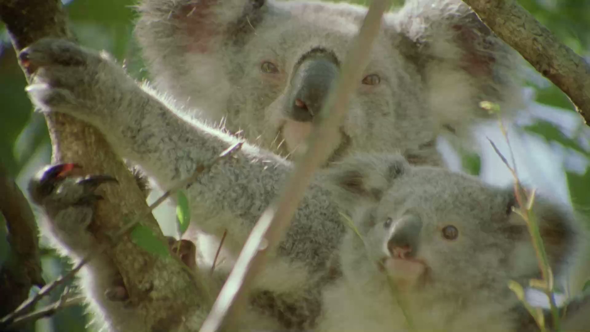⁣Fünf erstaunliche Fakten über Koalas