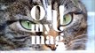 Felis nigripes: Sie ist die tödlichste Katze der Welt und doch vom Aussterben bedroht