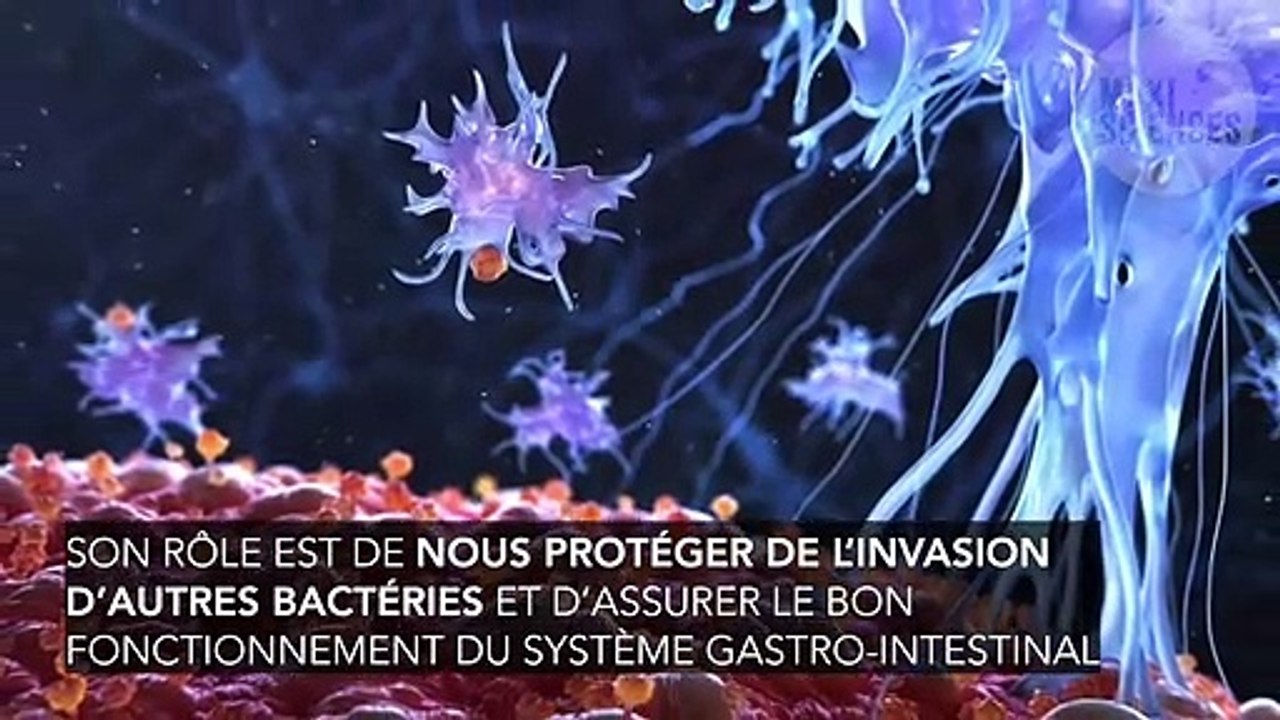 Qu'est ce que l'Escherichia coli (E. coli) ? Causes, symptômes, traitement...