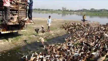 Des canards d'élevage découvrent les plaisirs de l'eau après avoir été libérés en Inde