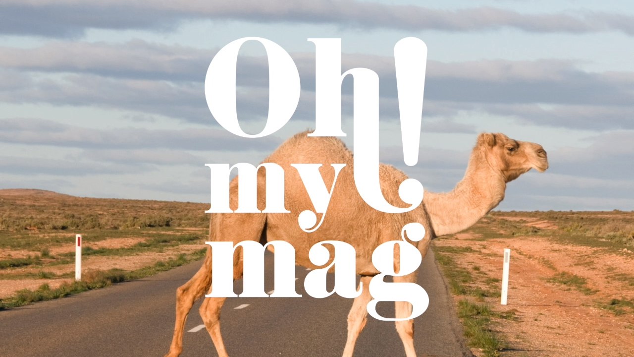 Scharfschützen-Aufgebot: Aus diesem Grund lässt Australien 10.000 Dromedare töten!