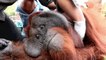 Une organisation secourt un orang-outan victime des incendies en Indonésie