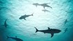 Mysteriöse Spezies: Hai ohne Haut entdeckt (Foto)!