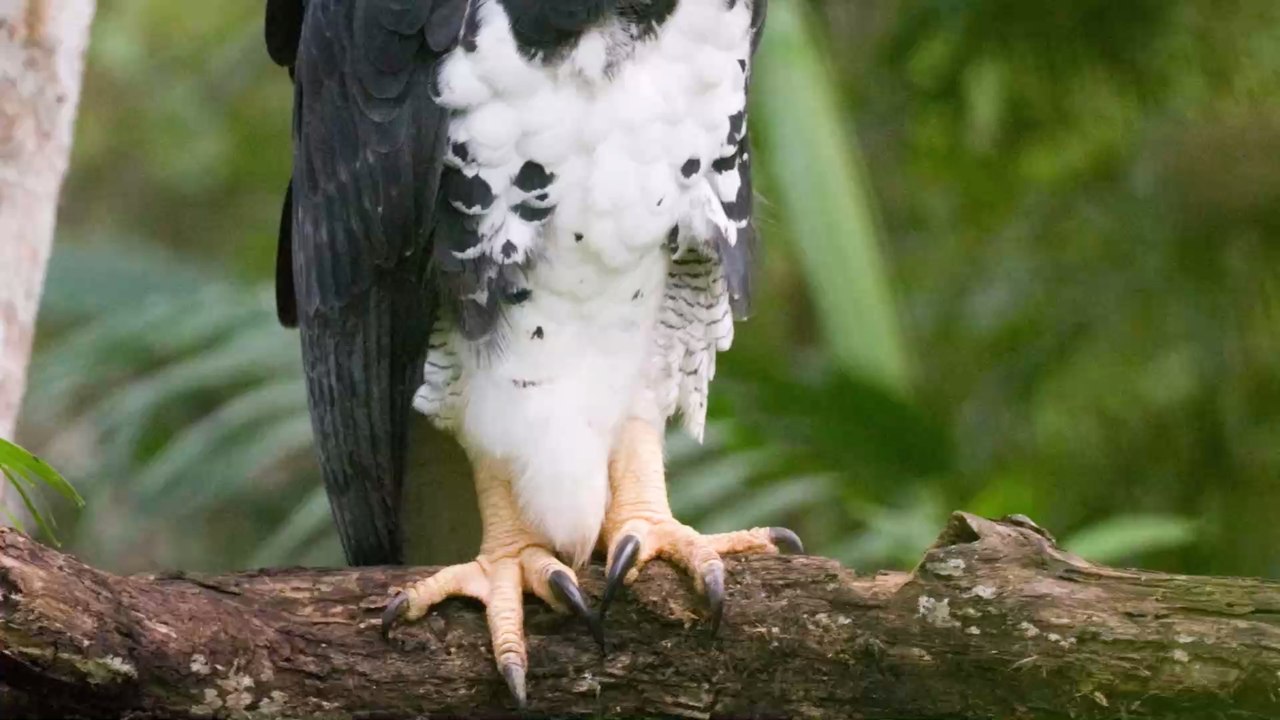 Wegen Abholzung: Die Fortpflanzung des mächtigsten Raubvogels Amerikas reicht nicht mehr aus, um ihn am Leben zu erhalten