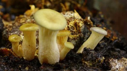This simple trick will supercharge your mushrooms
