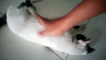 Si Kucing Lagi ingin di manja