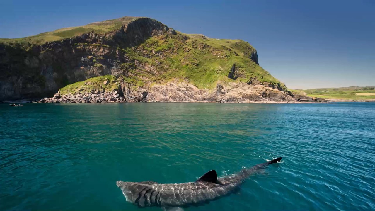 Corona: 500.000 Haie könnten für Corona-Impfstoff getötet werden