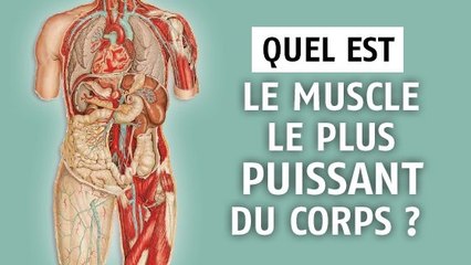 Quel est le muscle le plus puissant du corps humain ?