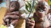 La fantastique guérison de Gito, le petit orang-outan Gito laissé pour mort à Bornéo