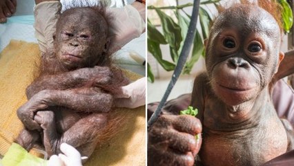 La fantastique guérison de Gito, le petit orang-outan Gito laissé pour mort à Bornéo
