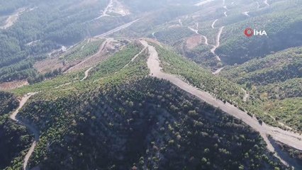 Küle dönen yüzlerce hektar orman yeniden canlandı