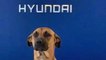 This Hyundai Dealership in Brazil Employs the Cutest Canine Car Salesman