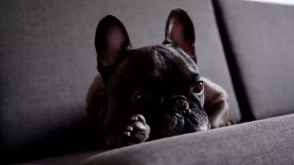 Airline faces tragedy after 38 French Bulldogs were found dead on a cargo plane