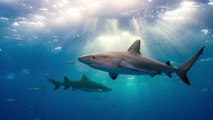 Weißer Hai: Raubtier überrascht Badegäste unmittelbar am Strand (Fotos)!