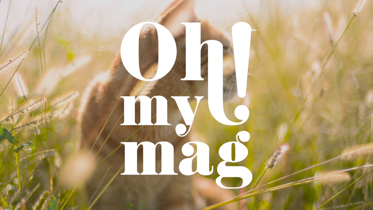 Juristen fordern Verbot von Freigängern: So verstößt deine Katze gegen EU-Richtlinien