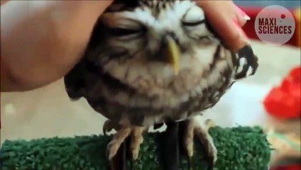 Insolite : Quand une caméra capturait Hedwige, la chouette Harfang de Harry Potter