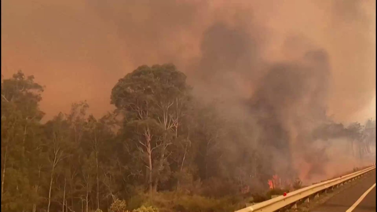 Bei Buschbränden in Australien sind bisher fast eine halbe Milliarde Tiere gestorben