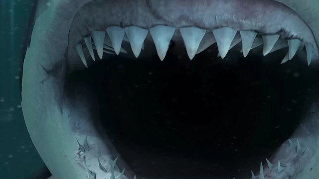 Albino-Hai: Seltenes Exemplar erstmals in Großbritannien gesichtet (Fotos)