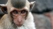 Greffe de tête sur un autre corps : des chercheurs affirment y être parvenus sur un singe