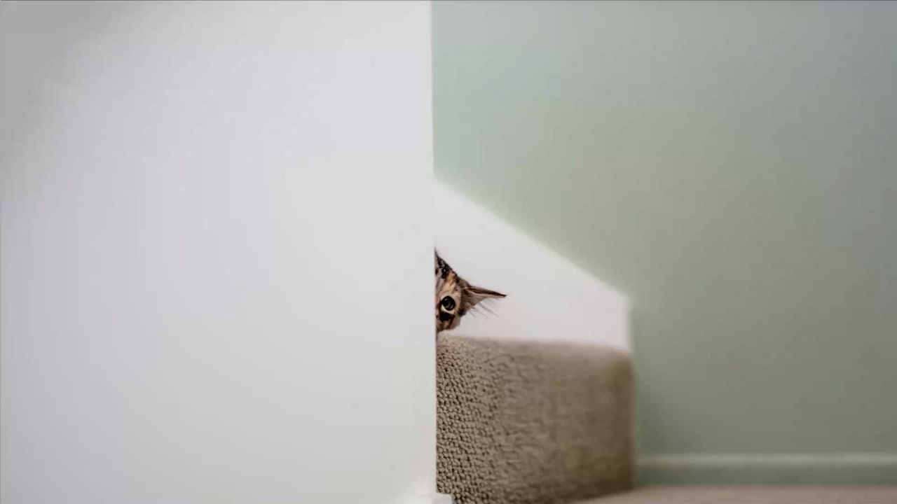 Zwischen dem Holz versteckt sich eine Katze: Kannst du sie entdecken?