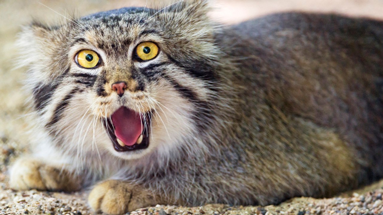 Le chat de Pallas, un félin sauvage aussi irrésistible que méconnu