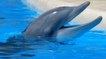 Cet aquarium américain veut libérer tous ses dauphins dans un sanctuaire marin