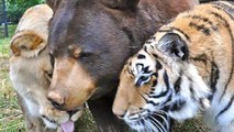 Insolite : une incroyable amitié entre un ours, un lion et un tigre