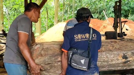 Raksasa ! Borong 1 milyar kayu jati terbesar bahan masjid agung sunan kalijaga digergaji sawmill