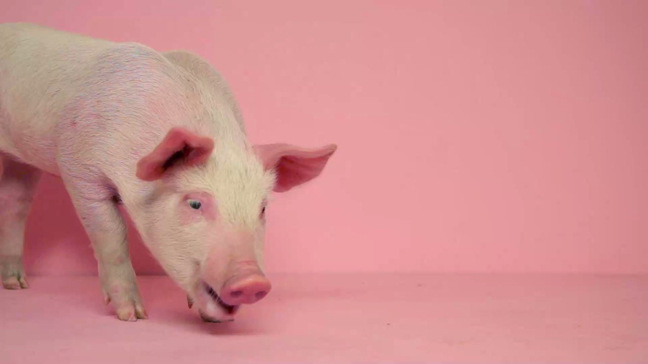 Ungewöhnliche Haustiere: Minipigs sind keine Kuscheltiere, aber sehr sozial