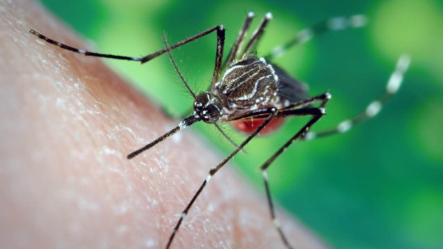 Voilà ce qui se passe quand un moustique vous pique