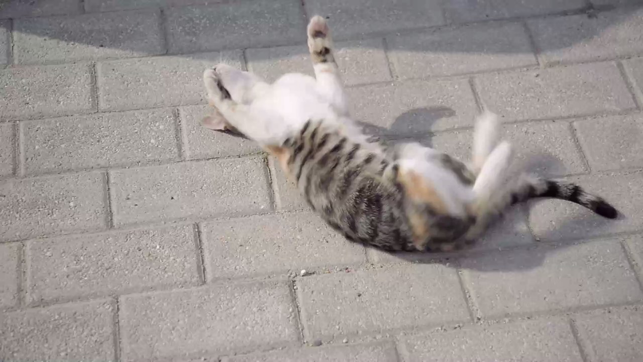 Katze leidet an schrecklichen Erfrierungen, dann wird sie mit dem 3D-Drucker gerettet