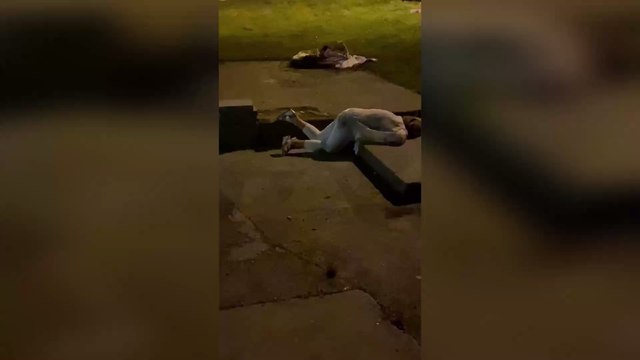 Wedding descends into complete chaos as bride brawls in field (VIDEO)