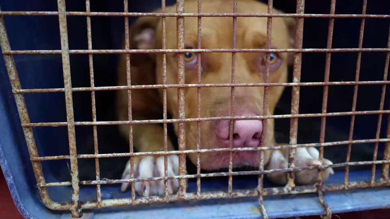 Tötungsstationen in Osteuropa: Hier werden Straßenhunde am lebendigen Leib verbrannt