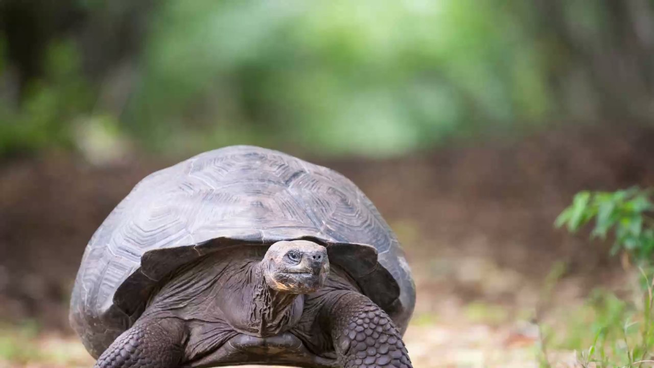 Nahezu im Alleingang: Sexuell aktive Schildkröte Diego rettet ganze Spezies vor dem Aussterben