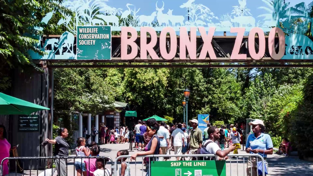 New York: Erster Tiger positiv auf Covid-19 getestet