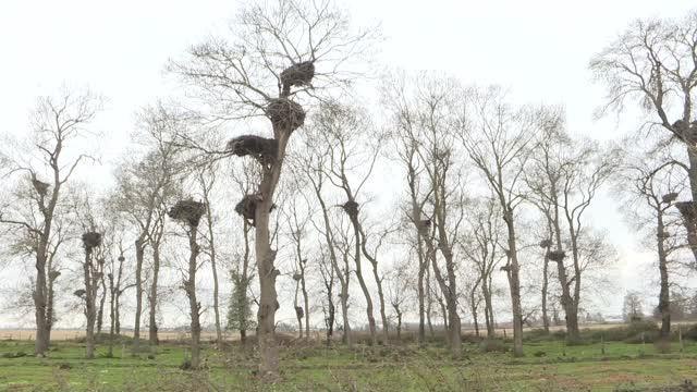 Kızılırmak Deltası Kuş Cenneti leyleklerin dönüşüyle şenlendi