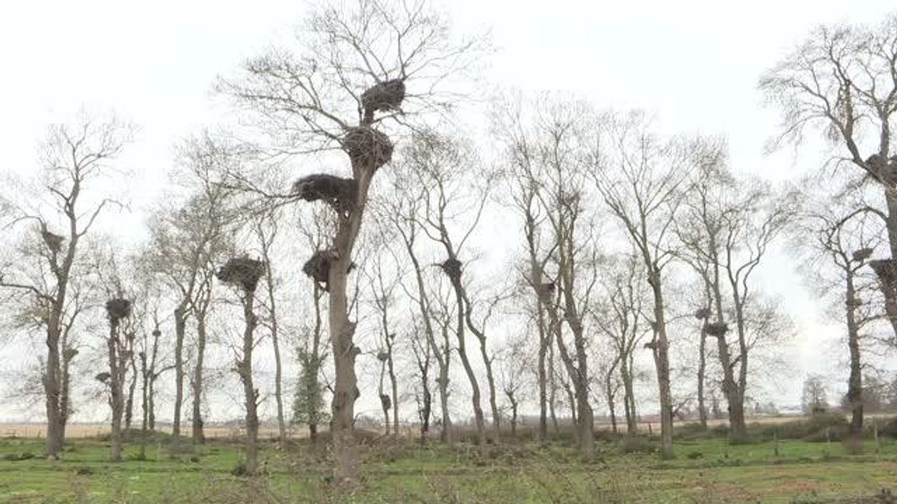 Kızılırmak Deltası Kuş Cenneti leyleklerin dönüşüyle şenlendi