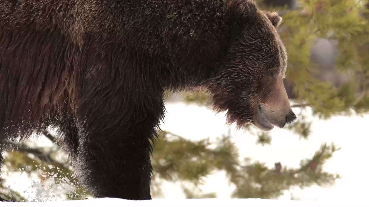 Verwaistes Baby-Zebra: Tierschützer haben besondere Idee, um es aufzupäppeln