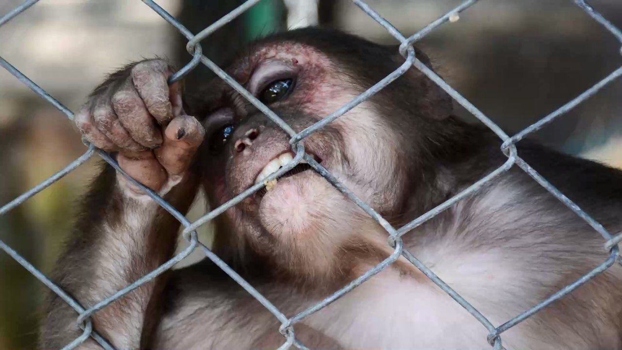 So profitieren chinesische Wildtiere jetzt vom Ausbruch des Coronavirus