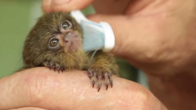 Ce ouistiti est l'animal le plus mignon du monde. Vous allez craquer