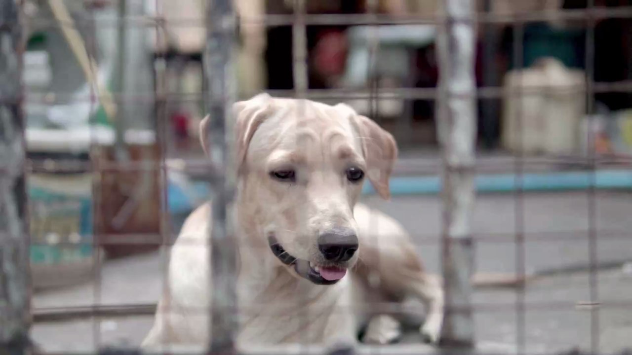 Trächtige Hündin kann nicht entbinden: Dann enthüllt der Tierarzt den Grund