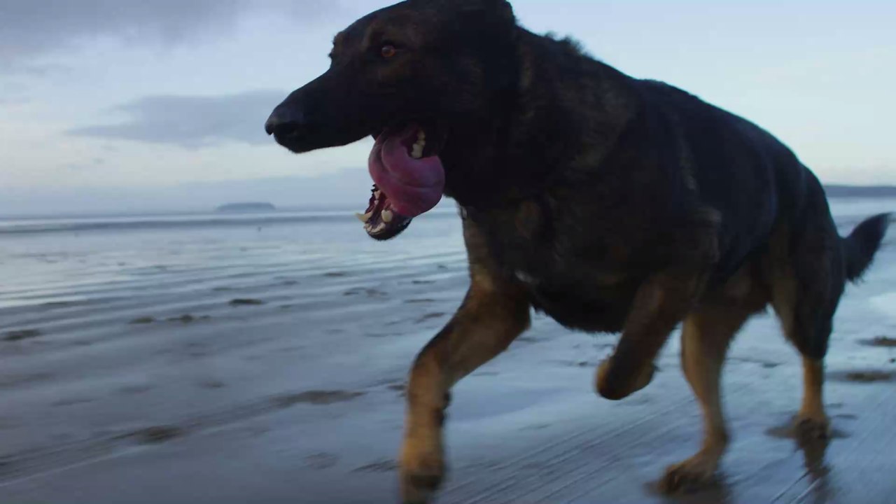 Früh übt sich: So bringst du deinem Hund die richtige Zahnpflege bei