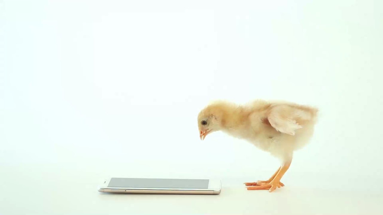 Küken sollen Kinder von Handysucht befreien