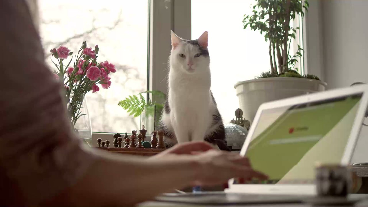 Study shows that lockdown has made cats friendlier towards their owners